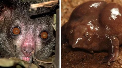 From aye-aye to purple frog: 6 bizarre animals you won’t believe exist
