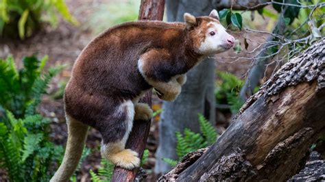 Image result for Kangaroo Evolution Tree