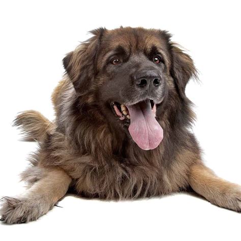 How Tall Is A Leonberger Dog