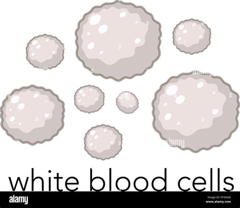 White blood cell drawing hi-res stock photography and images - Alamy