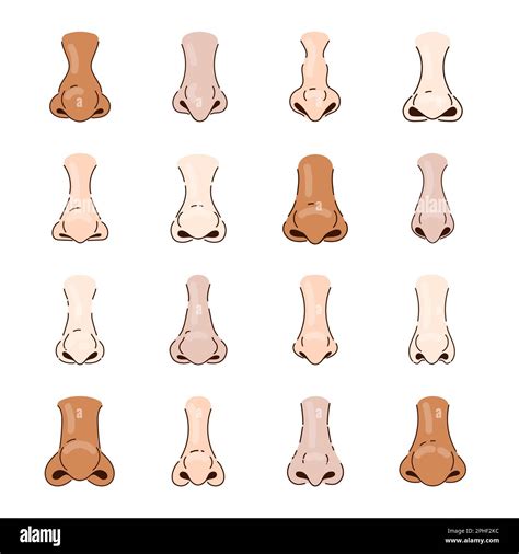 Different human noses cartoon illustration set Stock Vector Image & Art ...