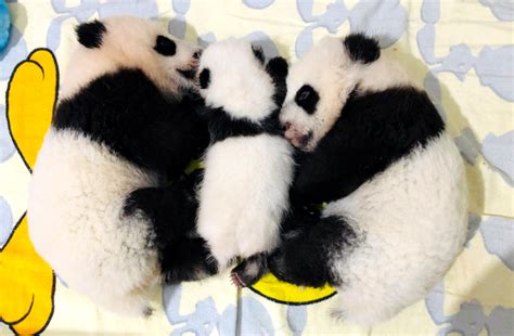 为什么人们叫大熊猫“国宝”？？谁知道？？？