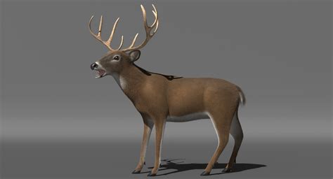 3d white-tailed deer tail