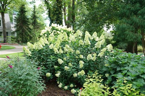 Limelight Prime® Hydrangea | Plant Addicts