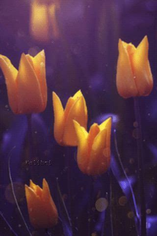 Image result for Tulips Flower Using Python