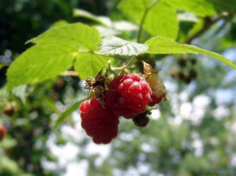 Fresa Festival en Driscolls Operaciones de México - ppfam.com