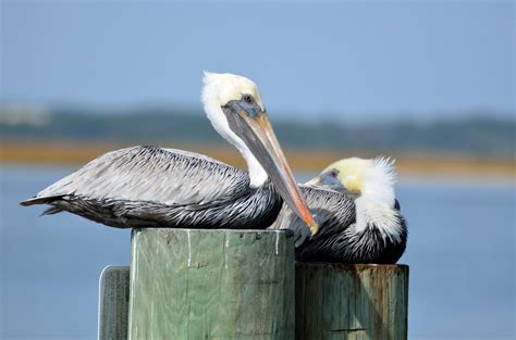 Pictures Of Pelican