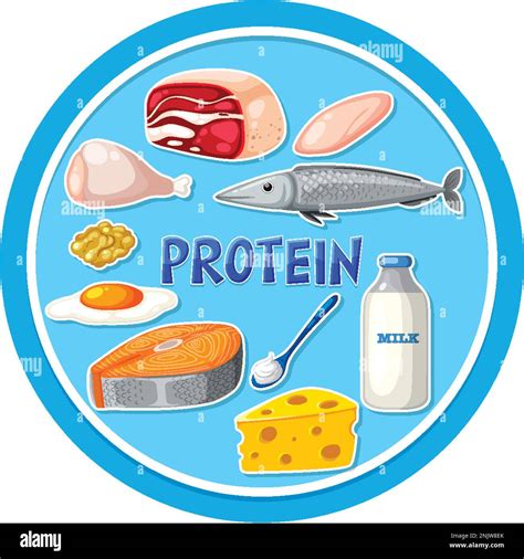 Variety of protein foods illustration Stock Vector Image & Art - Alamy