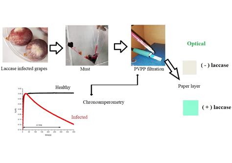 Fast Electrochemical Measurement of Laccase Activity for Monitoring ...
