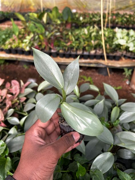 Philodendron Silver Sword (Philodendron hastatum) Plant Sapling – Shanva