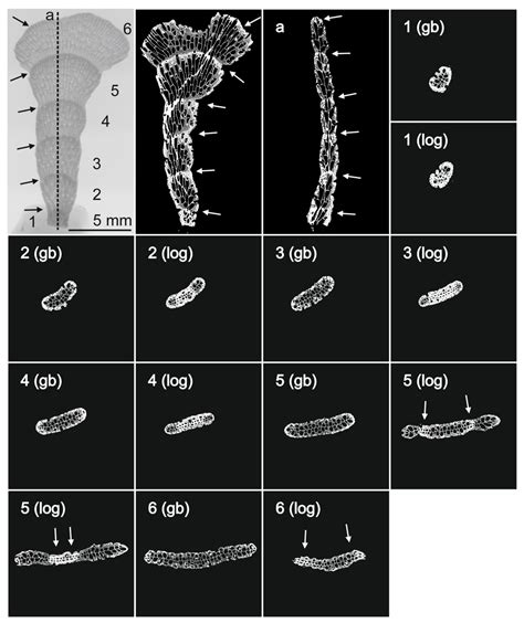 Antarctic Bioconstructional Bryozoans from Terra Nova Bay (Ross Sea ...
