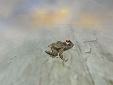 Exploding Frog Video 的图像结果