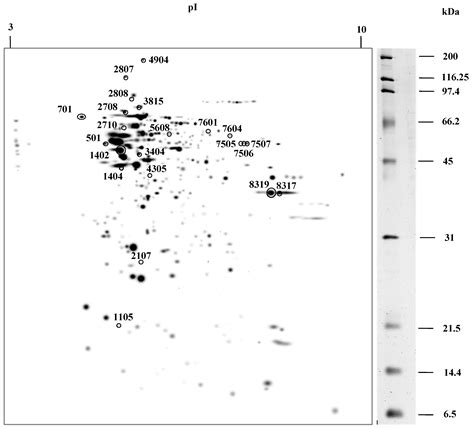 Proteomics Analysis Reveals the Implications of Cytoskeleton and ...
