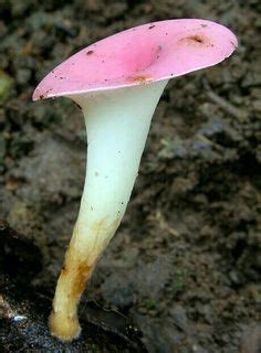500 Pilze/fungi,mushrooms-Ideen | pilze, pflanzen, champignons