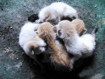 这8种猫竟都是中华本土猫！谁说我们没有名贵猫了？ - 知乎