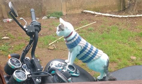 Foto - Google Fotos | Photo and video, Google photos, Google