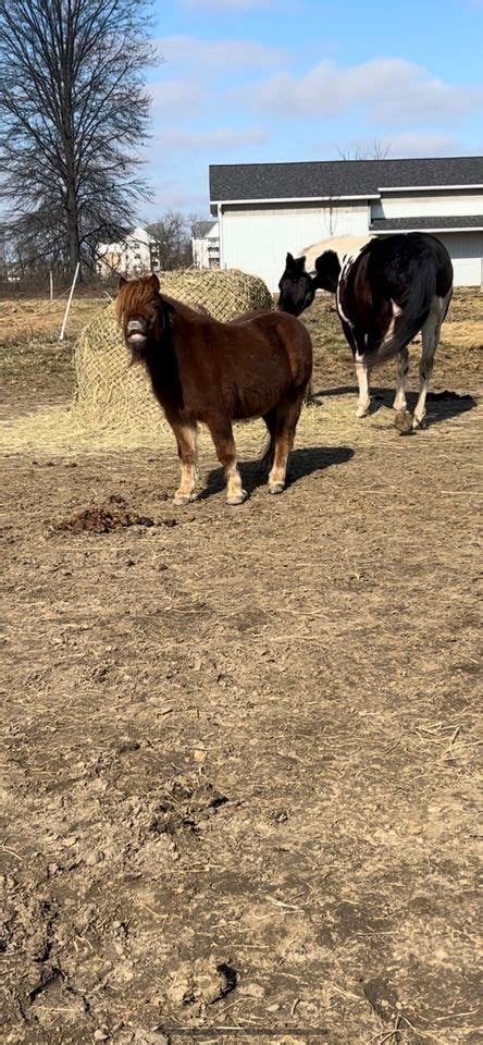 Harmony Horsemanship Club Meeting, 3207 Alton Darby Creek Road ...