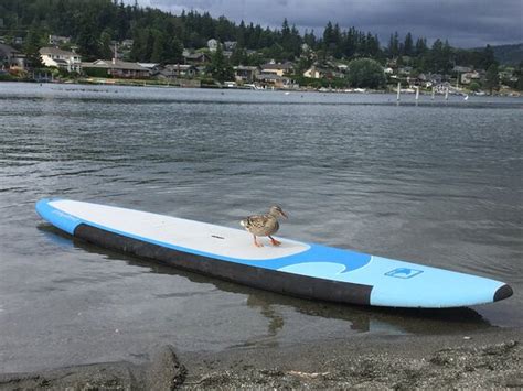 BLOEDEL BOAT RENTALS (Bellingham) - What to Know Before You Go