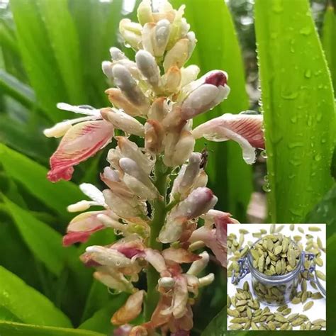 Like Green Elaichi Cardamom Spice Plants & Tree(1-2 Feet Size) Price in ...