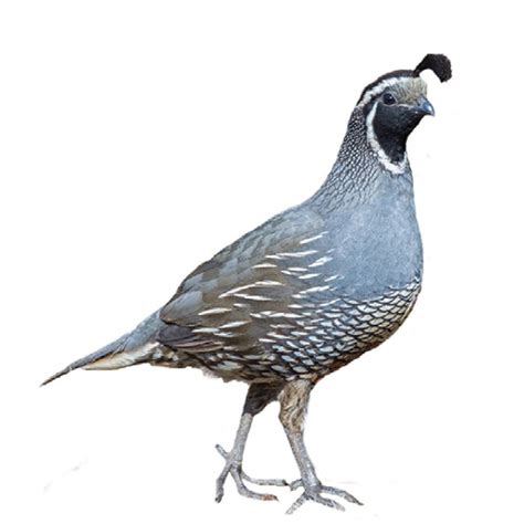 Live California Quail Chicks For Sale | Stromberg's Chickens
