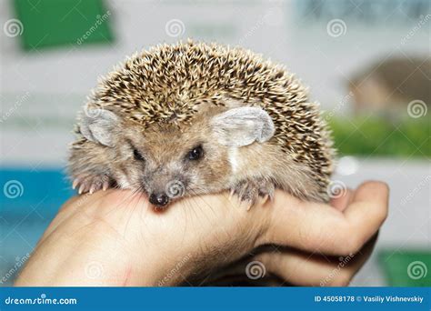 Hemiechinus Auritus, Long-eared Hedgehog Stock Photo - Image of ...