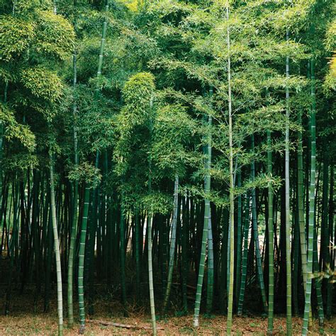 Bamboo | Characteristics, Distribution & Uses | Britannica
