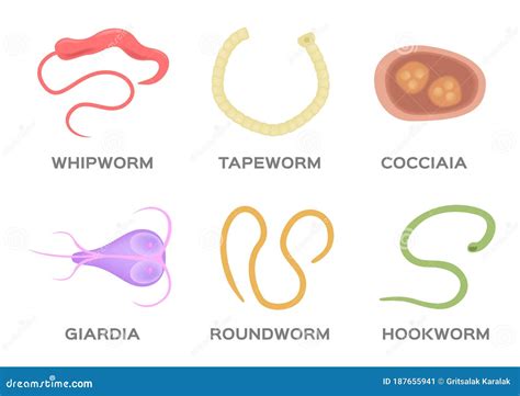Human Parasite Vector / Hookworm Whipworm Tapeworm Roundworm Coccidia ...
