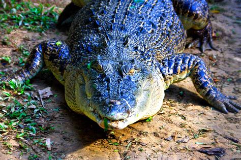 Meet Babiya: The Vegetarian Crocodile Who Guarded a Temple With Her Life in Kerala - Animals ...