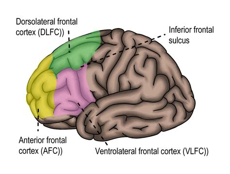 Image result for Dorsolateral Prefrontal Cortex