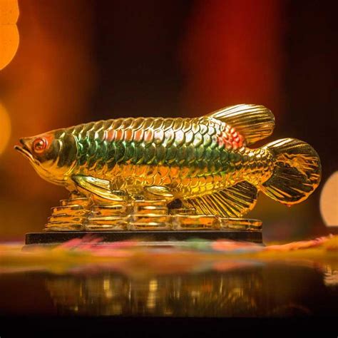 Buy Feng Shui Golden Arowana Fish Online in India - Mypoojabox.in