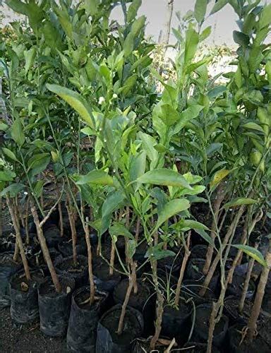 Maan organic farms Sweet Malta fruit plant grafted 2-3 ft : Amazon.in ...
