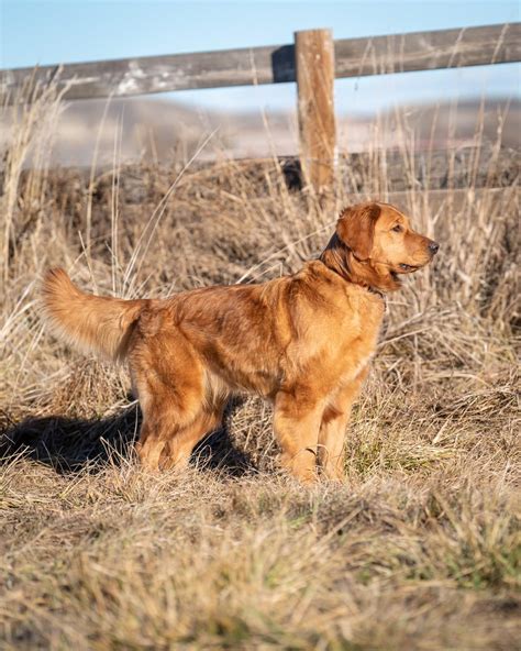 Silver Butte Goldens - Golden Retriever Puppies for Sale in Kuna, ID ...