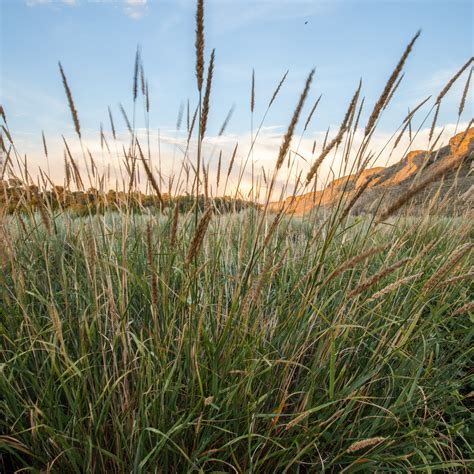 Timothy Grass Allergy