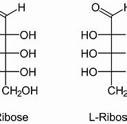 ribose 的图像结果