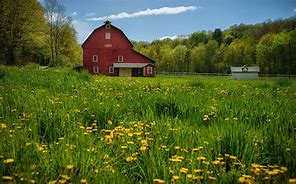 Image result for Country Farm Spring Animals