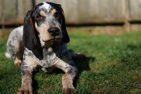 Bluetick Coonhound: Dog Breed Characteristics & Care