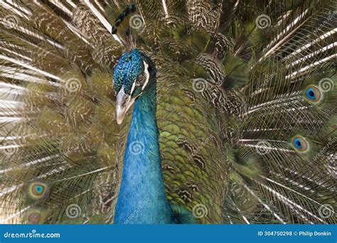 PeacocksÂ are Adult Male Peafowl Large Ground Nesting Birds with Colourful Feathers Used in ...