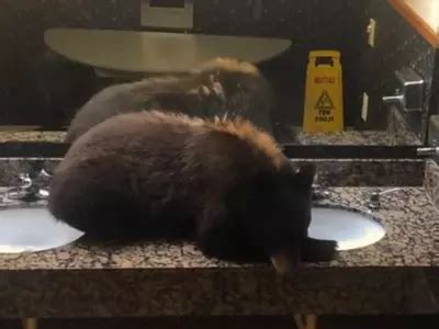 Watch: Guests Left In Shock After Black Bear Found Chilling Inside ...
