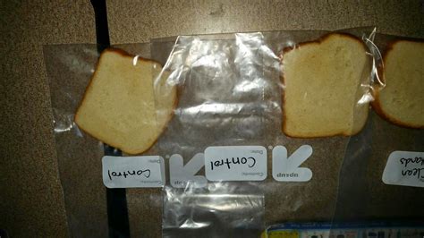 Image result for Example of Experiment of Bread