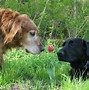 Image result for Animals Smelling Flowers
