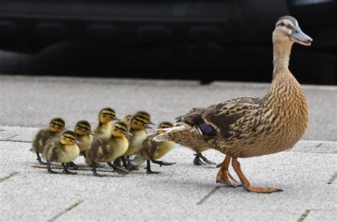 Ducklings Following Mother