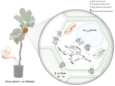 Moderate Salinity Stress Affects Expression of Main Sugar Metabolism ...