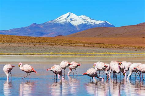 35+ FUN & Interesting Facts About Bolivia