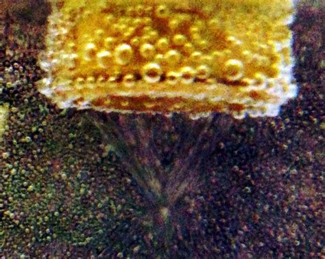 Image result for Flussonic Transcoder Video