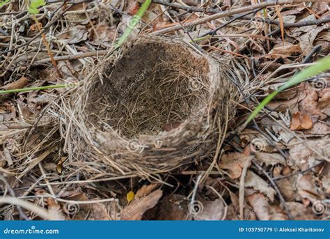 Bird Nest on the Ground in the Woods Stock Image - Image of small ...