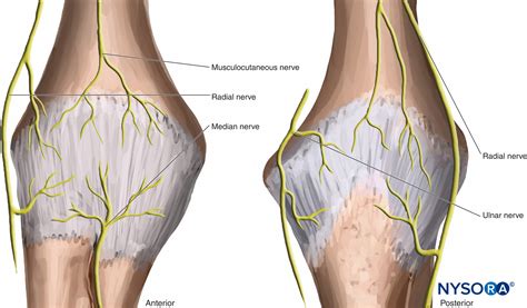 Knee Nerve Anatomy