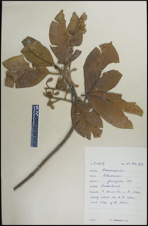 Herbarium JCB