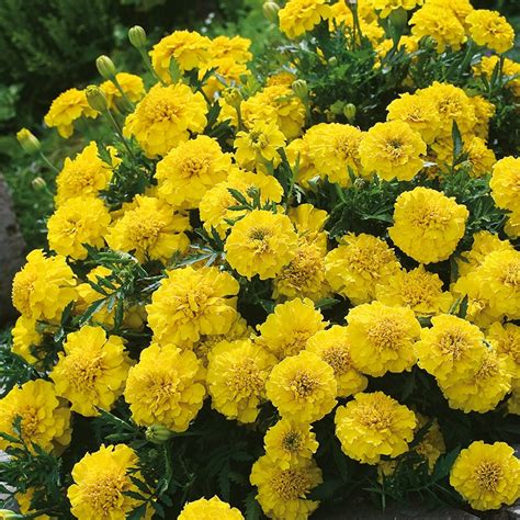 French Marigold " Yellow Jacket " Exotic 30 Flower Seeds – Floral Treasure