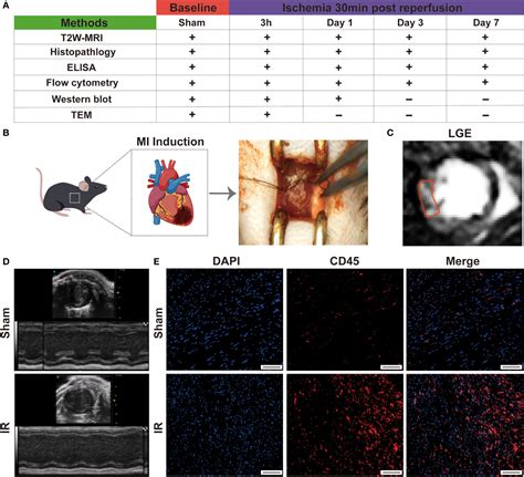 Frontiers | Characterization of early myocardial inflammation in ischemia-reperfusion injury