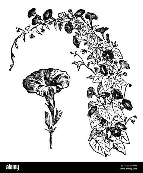 White Morning Glory Leaves